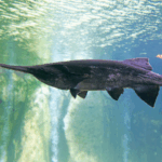 Paddlefish at the Mississippi Aquarium – things to do in Gulfport when it rains