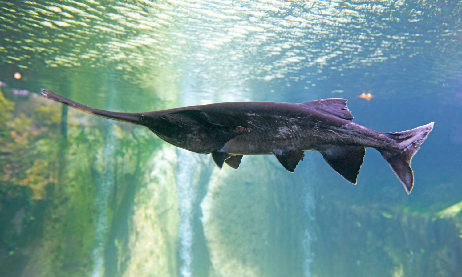 Paddlefish at the Mississippi Aquarium – things to do in Gulfport when it rains