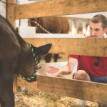Father and son at a livestock exhibit, representing things to do near Perry, GA
