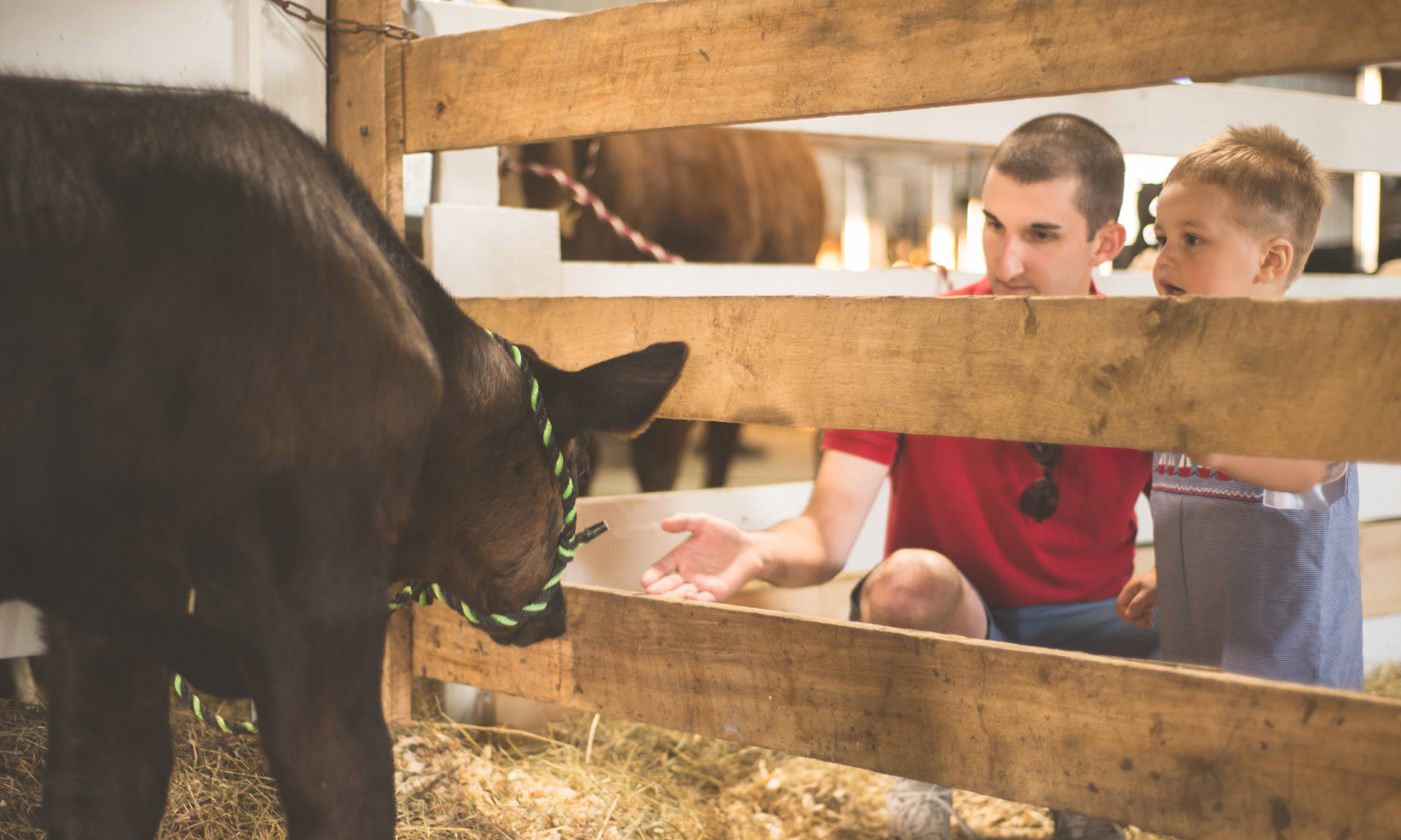 Father and son at a livestock exhibit, representing things to do near Perry, GA