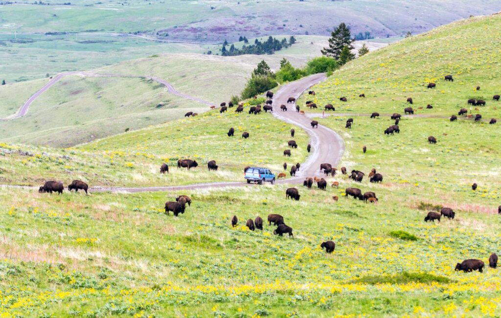 National Bison Range