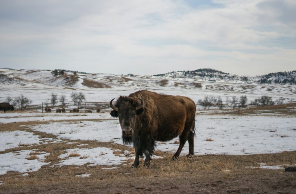 A bison in the harsh but beautiful winters in the Black Hills of South Dakota