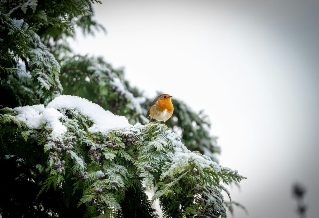 Winter Bird Watching Near Lake Barkley in Kentucky