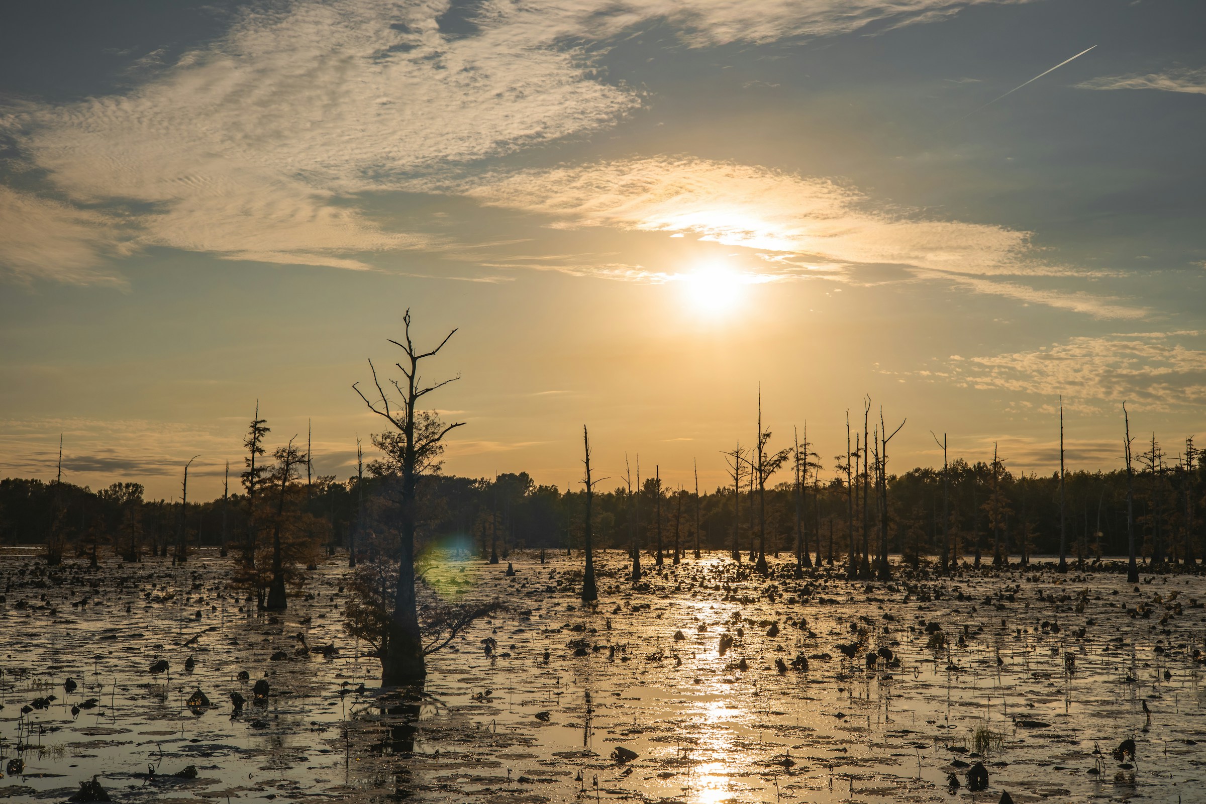 Black Bayou Lake in Monroe, Louisiana, with wildlife watching, scenic trails, kayaking, fishing, and more.