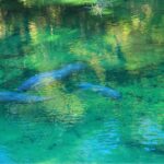 Manatees at Blue Springs State Park Near The Station RV Resort in Madison, Florida.