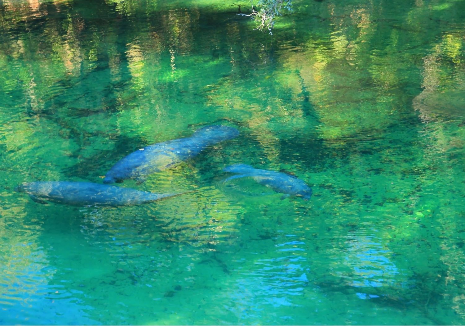 Manatees at Blue Springs State Park Near The Station RV Resort in Madison, Florida.
